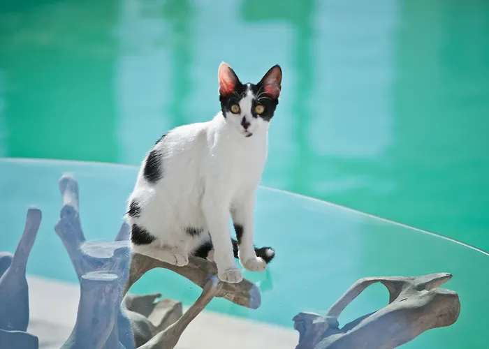 Acqua Blu Boutique 3*